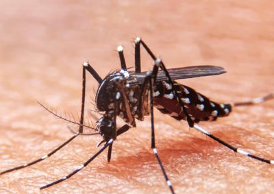 Altern&acirc;ncia entre frio, calor e chuva favorece o Aedes aegypti; munic&iacute;pio mant&eacute;m infesta&ccedil;&atilde;o elevada e acende alerta para preven&ccedil;&atilde;o
