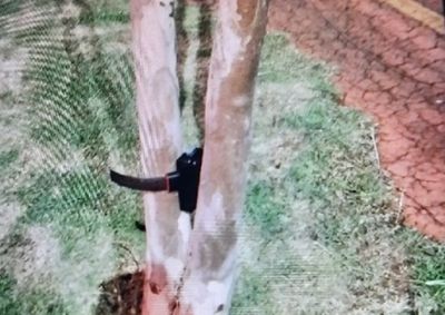 Equipamento eletr&ocirc;nico cortado foi encontrado preso a uma &aacute;rvore pela Guarda Municipal durante atendimento em Toledo