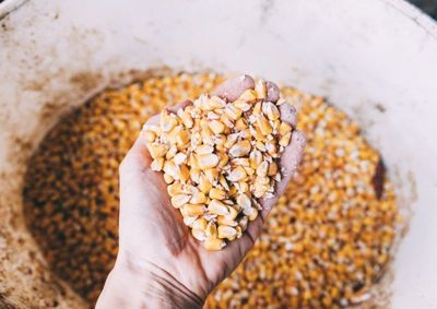 Acompanhe as oscila&ccedil;&otilde;es dos pre&ccedil;os do milho, da soja e do trigo nesta ter&ccedil;a-feira (11)