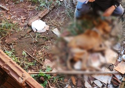 Uma das cadelas morreu por inani&ccedil;&atilde;o e a outra foi resgatada em estado grave de sa&uacute;de; companheira do investigado tamb&eacute;m foi indiciada