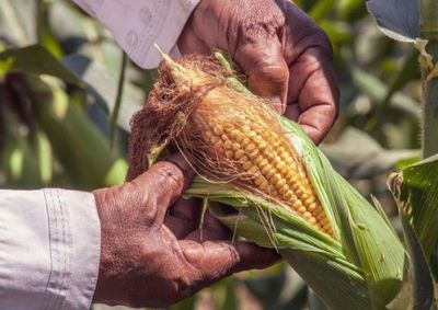 Confira os pre&ccedil;os dos principais gr&atilde;os cultivados no Oeste do Paran&aacute;, al&eacute;m das cota&ccedil;&otilde;es de su&iacute;nos, leite e boi gordo