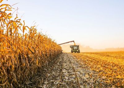 Confira os pre&ccedil;os dos principais gr&atilde;os cultivados no Oeste do Paran&aacute; nesta segunda-feira (10)