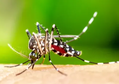 Casos de dengue aumentam com a chegada das chuvas. Saiba como prevenir, identificar sintomas e combater o mosquito transmissor.