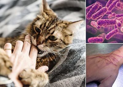 Casos de esporotricose aumentam em nossa regi&atilde;o, exigindo a&ccedil;&otilde;es urgentes para conter a transmiss&atilde;o entre animais e humanos.