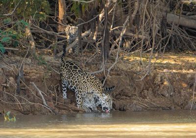 Mayara Cristina é reconhecida por registrar as mais belas imagens da natureza