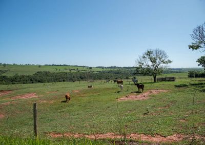 Quem não cumprir a exigência fica impedido de obter o documento que permite a movimentação de animais entre propriedades e para abate nos frigoríficos Quem não cumprir a exigência fica impedido de obter o documento que permite a movimentação de animais entre propriedades e para abate nos frigoríficos