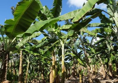 Vagas para o projeto são limitadas e mudas serão entregues gratuitamente para quem tiver Cad-Pro Vagas para o projeto são limitadas e mudas serão entregues gratuitamente para quem tiver Cad-Pro