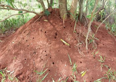 Nesta edição, serão mobilizados produtores rurais de três comunidades de Umuarama que vão receber orientações sobre essa importante ação Nesta edição, serão mobilizados produtores rurais de três comunidades de Umuarama que vão receber orientações sobre essa importante ação