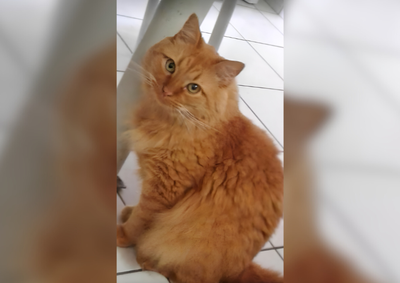O gato desapareceu na região entre os bairros Jardim Alto da Boa Vista e Parque Danielle, em Umuarama