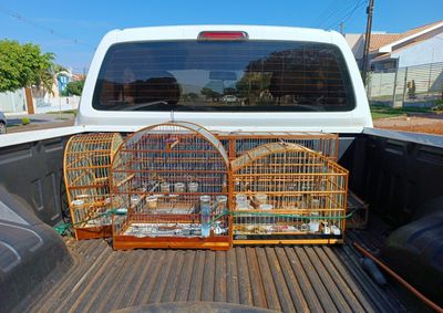 Os responsáveis pelo espaço foram multados em R$ 13 mil por não possuírem autorização legal para manter os animais