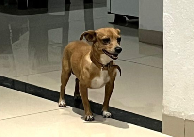 O cãozinho, descrito como dócil, sumiu próximo ao Lago Tucuruvi na última quarta-feira (03); recompensa é oferecida