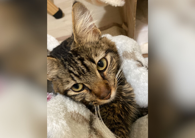 Umuaramense que encontrou o gatinho pede ajuda da comunidade para conseguir os valores do tratamento que envolve um enxerto e uma nova cirurgia