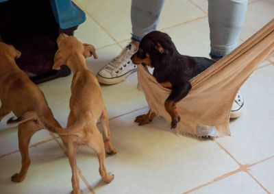 Cada número da rifa solidária custa R$ 2; saiba como comprar o seu na reportagem