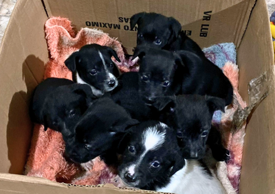 A cachorra foi encontrada ainda no início de maio por Lauana Francino, que acolheu o animal e não sabia que ela estava de cria