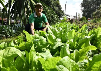 O munic&iacute;pio conta com 12 produtores certificados e com a&ccedil;&otilde;es do Col&eacute;gio Agr&iacute;cola Estadual na &aacute;rea