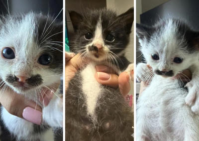 Ap&oacute;s o resgate, duas f&ecirc;meas e um macho aguardam ado&ccedil;&atilde;o respons&aacute;vel. Os gatinhos foram encontrados dentro de uma churrasqueira