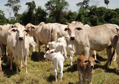 A atualiza&ccedil;&atilde;o &eacute; considerada essencial para garantir a sanidade animal e a seguran&ccedil;a da produ&ccedil;&atilde;o pecu&aacute;ria, al&eacute;m de fortalecer o controle sanit&aacute;rio