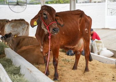 Evento voltado &agrave; cadeia leiteira movimentar&aacute; a cidade com torneio de ordenha, ampla exposi&ccedil;&atilde;o de animais, culin&aacute;ria e shows
