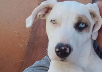 Segundo a tutora, a fam&iacute;lia havia se mudado recentemente para a propriedade e estava em processo de organiza&ccedil;&atilde;o quando a pet sumiu