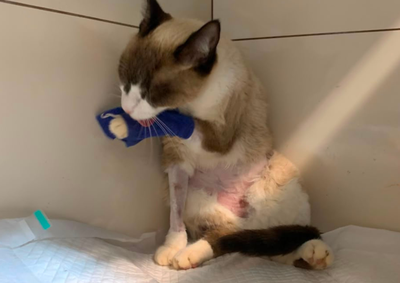 O pet foi atingido por uma motocicleta que n&atilde;o parou para prestar socorro. O animal sofreu uma fratura no f&ecirc;mur, e os custos somam cerca de R$ 4 mil