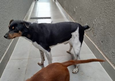 Ele foi encontrado no &uacute;ltimo s&aacute;bado, por volta das 19h45, na Avenida Portugal, nas proximidades do Atacad&atilde;o