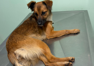 Ap&oacute;s atropelar acidentalmente uma cachorrinha na Avenida Tiradentes, Lalesca passou a cuidar do animal e agora busca uma fam&iacute;lia para adot&aacute;-la