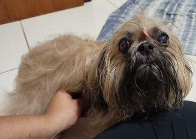 A cachorrinha &eacute; de porte pequeno, d&oacute;cil e aparenta ter passado recentemente pelo pet shop, pois estava com penteado, lacinho e cheiro de banho