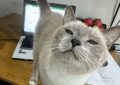 Felina foi vista pela &uacute;ltima vez na tarde da &uacute;ltima quarta-feira e fam&iacute;lia est&aacute; aflita