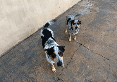 Animais desapareceram na tarde de segunda-feira (9), em Umuarama, e tutora pede ajuda da popula&ccedil;&atilde;o para localiz&aacute;-los