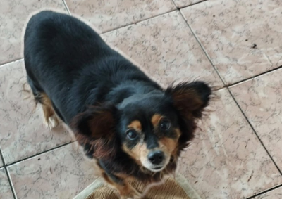 Ela sumiu na regi&atilde;o da Avenida Goi&acirc;nia e da Pra&ccedil;a Tamoio, e desde ent&atilde;o a fam&iacute;lia n&atilde;o conseguiu mais localiz&aacute;-la