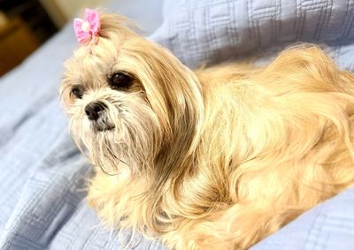 A fam&iacute;lia est&aacute; preocupada devido &agrave;s limita&ccedil;&otilde;es da pet, que &eacute; idosa e necessita de medica&ccedil;&atilde;o. Ela fugiu de casa na tarde desta quarta-feira