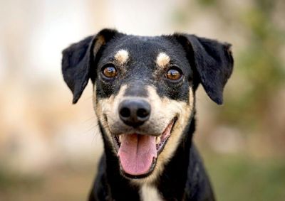 Ser&atilde;o disponibilizados, das 14h &agrave;s 17h30, c&atilde;es e gatos castrados e/ou com vale castra&ccedil;&atilde;o
