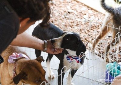 Al&eacute;m das ado&ccedil;&otilde;es, o evento tamb&eacute;m promover&aacute; a campanha &ldquo;Corra pelo Bem&rdquo;, que tem como objetivo arrecadar ra&ccedil;&atilde;o para os animais