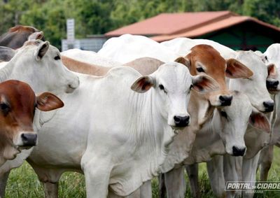 Com 110 mil reprodutoras e biotecnologia de ponta, propriedades locais viram ativos cobi&ccedil;ados por compradores de fora