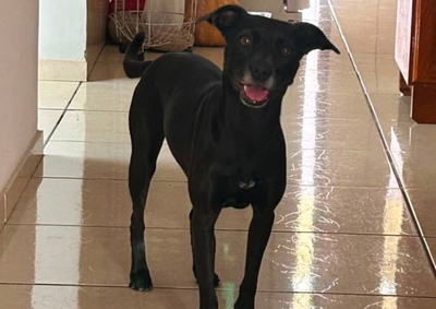 A pet desapareceu na tarde desta ter&ccedil;a-feira (14), em Umuarama. A tutora Larissa informou que oferece recompensa para quem encontrar Pandora em seguran&ccedil;a 