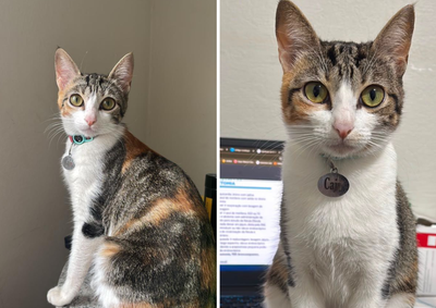 Caju tem 1 ano e 3 meses, &eacute; castrada e pode ser identificada por uma caracter&iacute;stica: uma manchinha marrom embaixo do queixo. A tutora oferece recompensa
