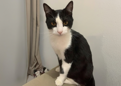 Joseph &eacute; um gato macho, castrado, de pelagem frajola, preta e branca. Ele tem as patas brancas e o rabo mais curto que o normal