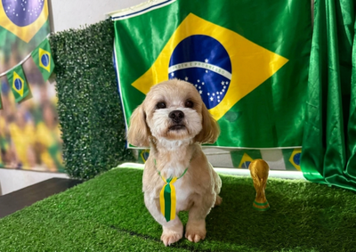 O animal, da ra&ccedil;a Shih Tzu, desapareceu no &uacute;ltimo domingo. Segundo a tutora, ele teria ficado assustado com os fogos de artif&iacute;cio e acabou fugindo de casa