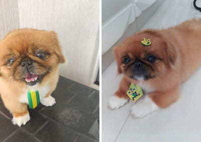 O pet desapareceu na manh&atilde; desta segunda-feira (20) e foi visto pela &uacute;ltima vez nas proximidades do Condom&iacute;nio Ecoville, em Umuarama