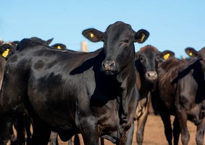 Levantamento do Sistema FAEP posiciona a regional entre as dez maiores em produ&ccedil;&atilde;o agropecu&aacute;ria do estado