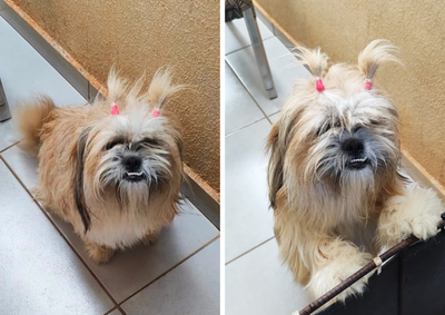 Ela sumiu na &uacute;ltima quarta-feira (5), nas proximidades do Parque &Ocirc;nix, atr&aacute;s do Dep&oacute;sito Arrud&atilde;o, na sa&iacute;da para Maria Helena