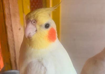 O pet sumiu na tarde desta quinta-feira (6), no bairro Jardim Imp&eacute;rio do Sol. A fam&iacute;lia oferece recompensa para quem localizar e devolver o animal