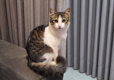 A pet sumiu na manh&atilde; deste s&aacute;bado, no Jardim Imigrantes/Parque Bandeirantes. Zelda &eacute; arisca e pode estar assustada, pois nunca teve acesso &agrave; rua