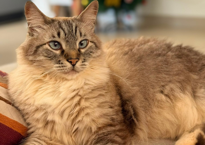 Ele sumiu no bairro Parque Residencial Metropolitano. Ele &eacute; um gato de porte grande, com aproximadamente 5 quilos, pelagem cinza e olhos azuis
