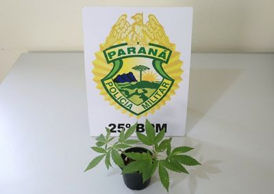 A casa foi revirada em busca de dinheiro para comprar entorpecentes. No quintal da v&iacute;tima, tamb&eacute;m foram encontrados dois p&eacute;s de maconha