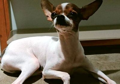 Lukinha est&aacute; desaparecido desde a manh&atilde; desta sexta-feira (7), tendo sido visto pela &uacute;ltima vez na rua 15 de Novembro