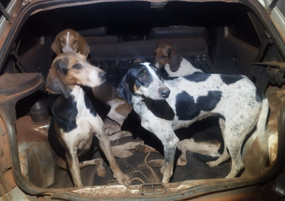 C&atilde;es eram usados no manejo de javalis. Pol&iacute;cia Ambiental lavrou oito Autos de Infra&ccedil;&atilde;o Ambiental, no valor de R$ 14 mil cada