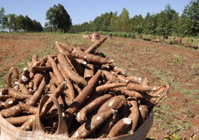 Chegada da gigante Amafil, investimento de R$ 50 milh&otilde;es, refor&ccedil;a cadeia produtiva e valoriza terras no Arenito Caiu&aacute;