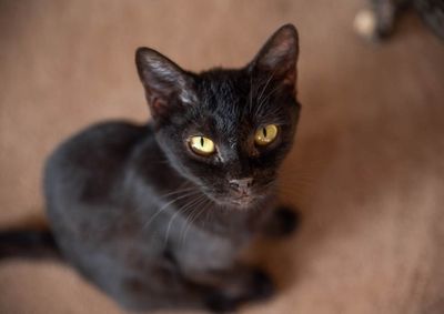 Durante a feira, os visitantes poder&atilde;o conhecer os c&atilde;es e gatos dispon&iacute;veis para ado&ccedil;&atilde;o e, quem sabe, encontrar um novo companheiro