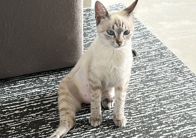 Para ajudar na identifica&ccedil;&atilde;o, a pet tem uma limita&ccedil;&atilde;o em uma das patas traseiras e, ao se sentar, costuma deixar a perna direita traseira esticada
